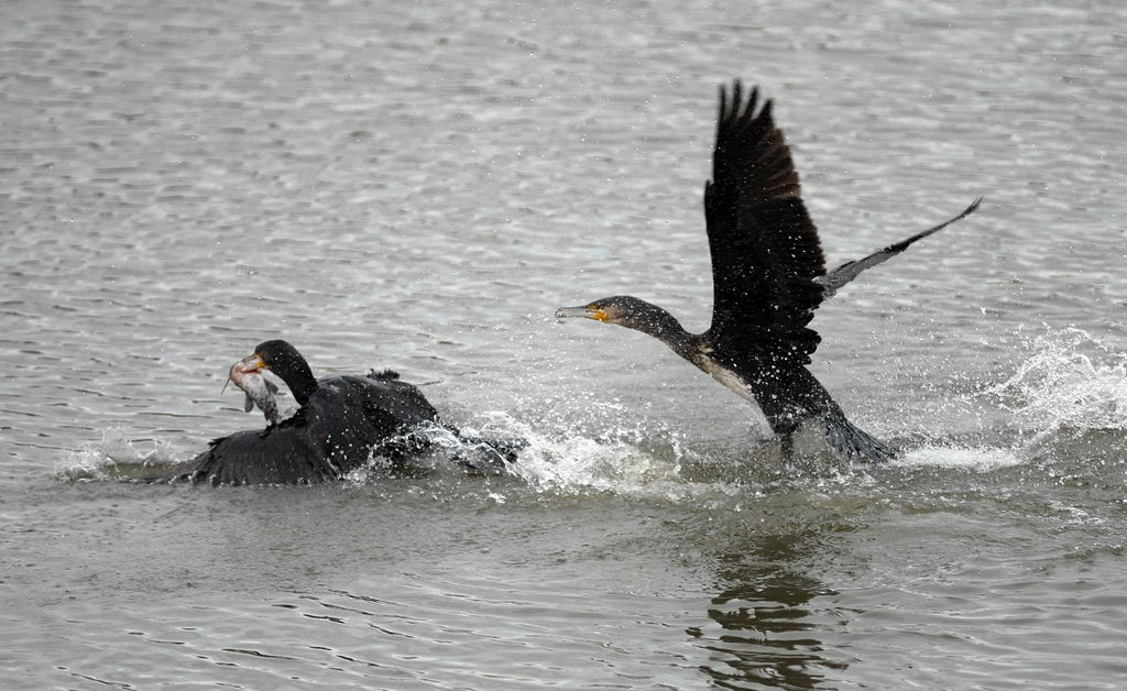 La caccia dei cormorani