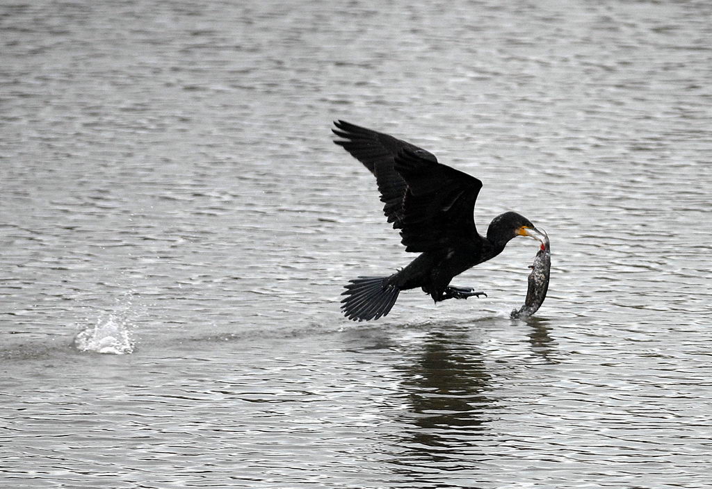 La caccia dei cormorani