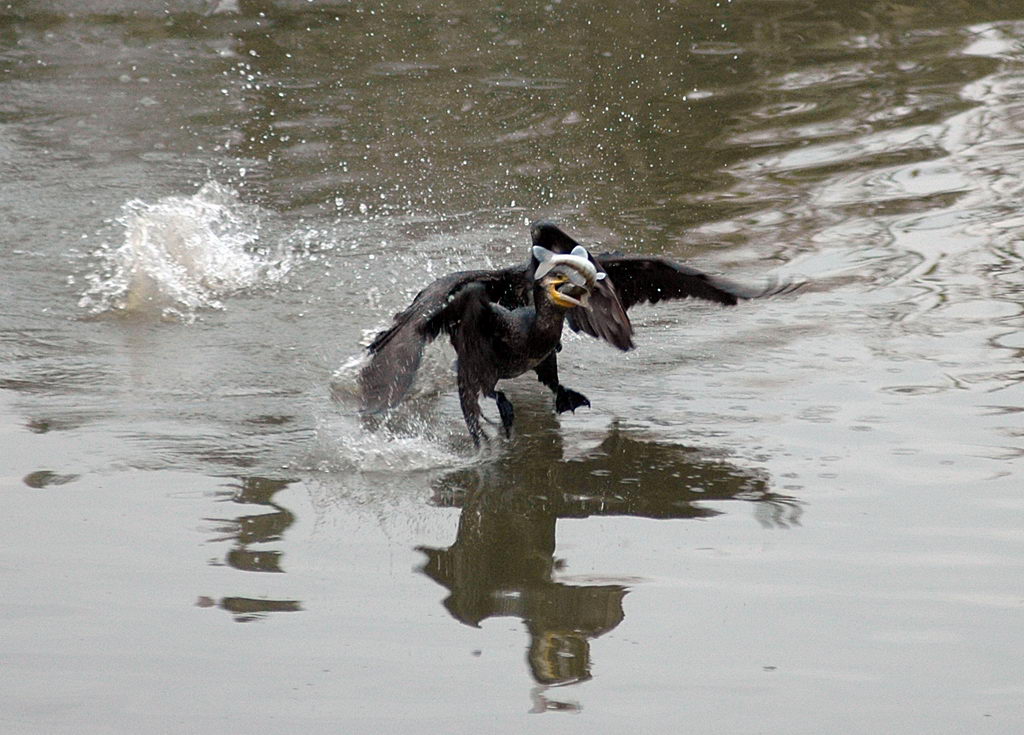 La caccia dei cormorani