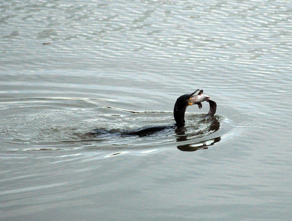 La caccia dei cormorani