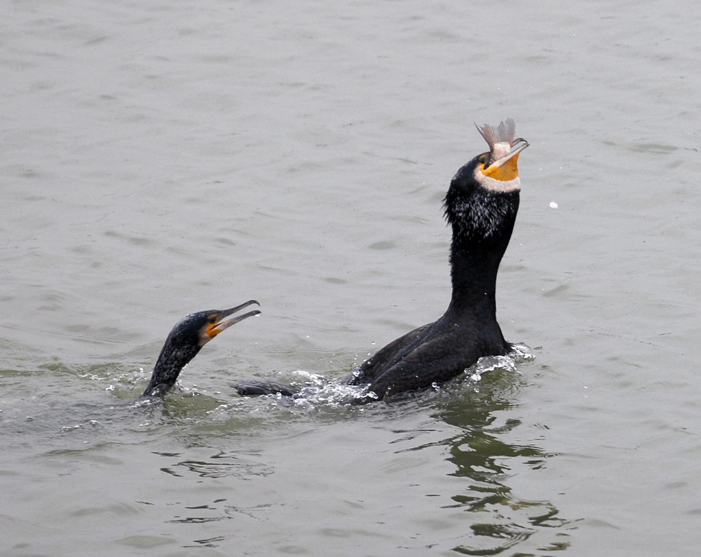 La caccia dei cormorani