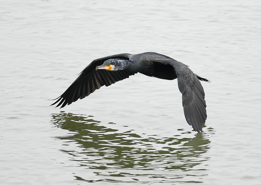 La caccia dei cormorani