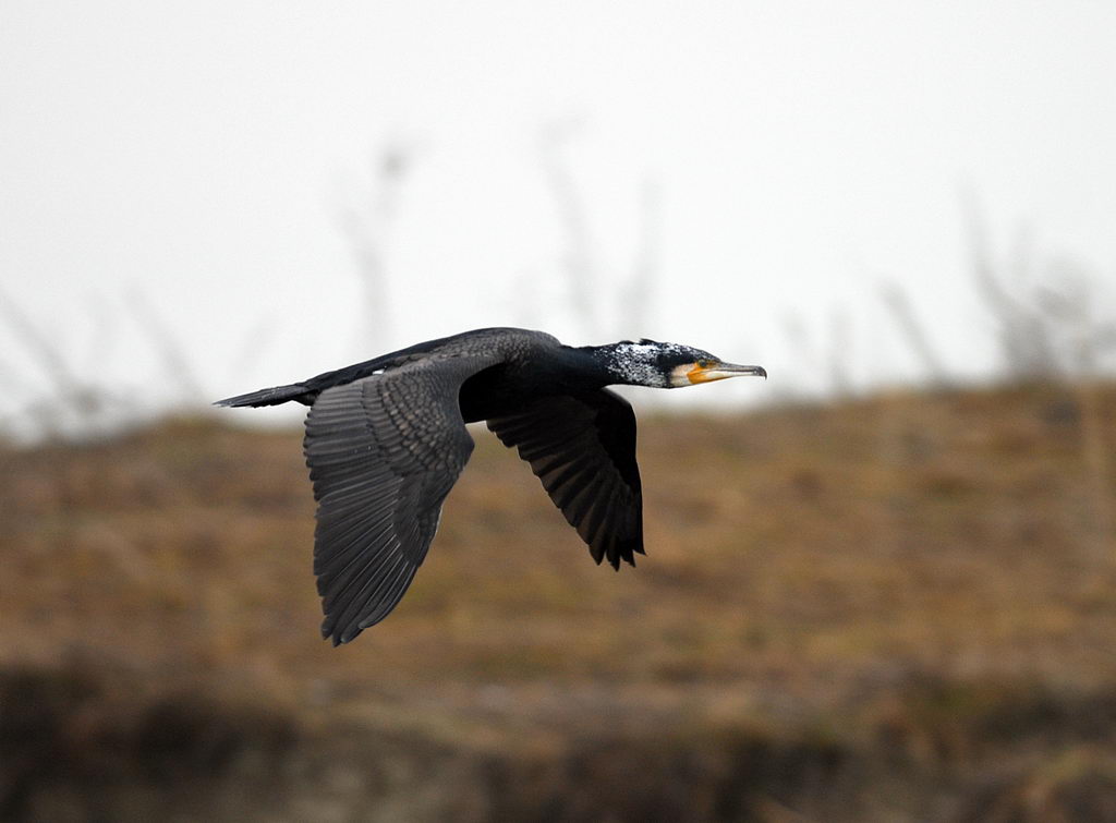 La caccia dei cormorani