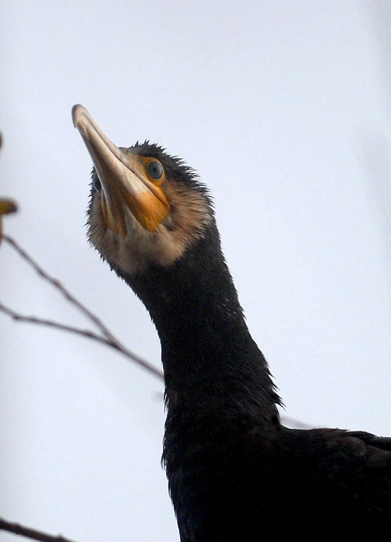 La caccia dei cormorani