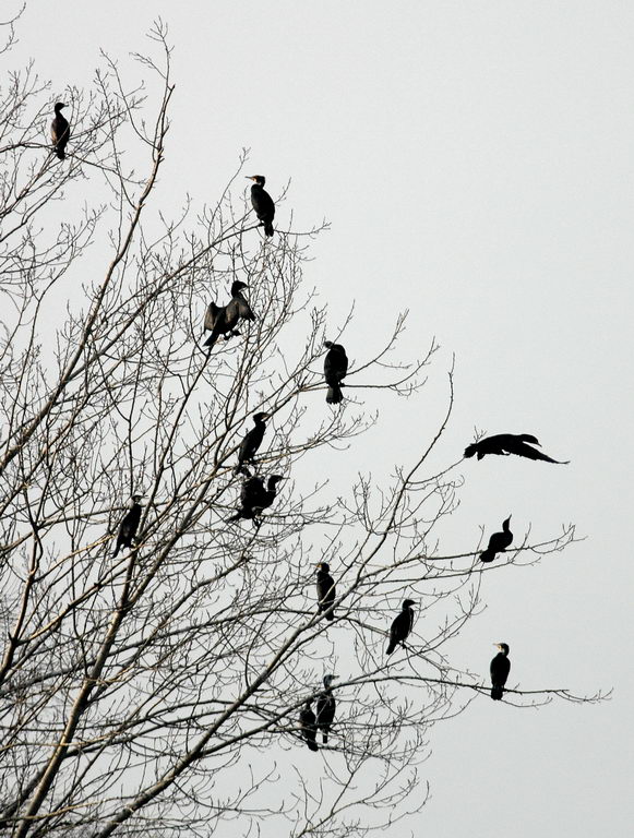 La caccia dei cormorani