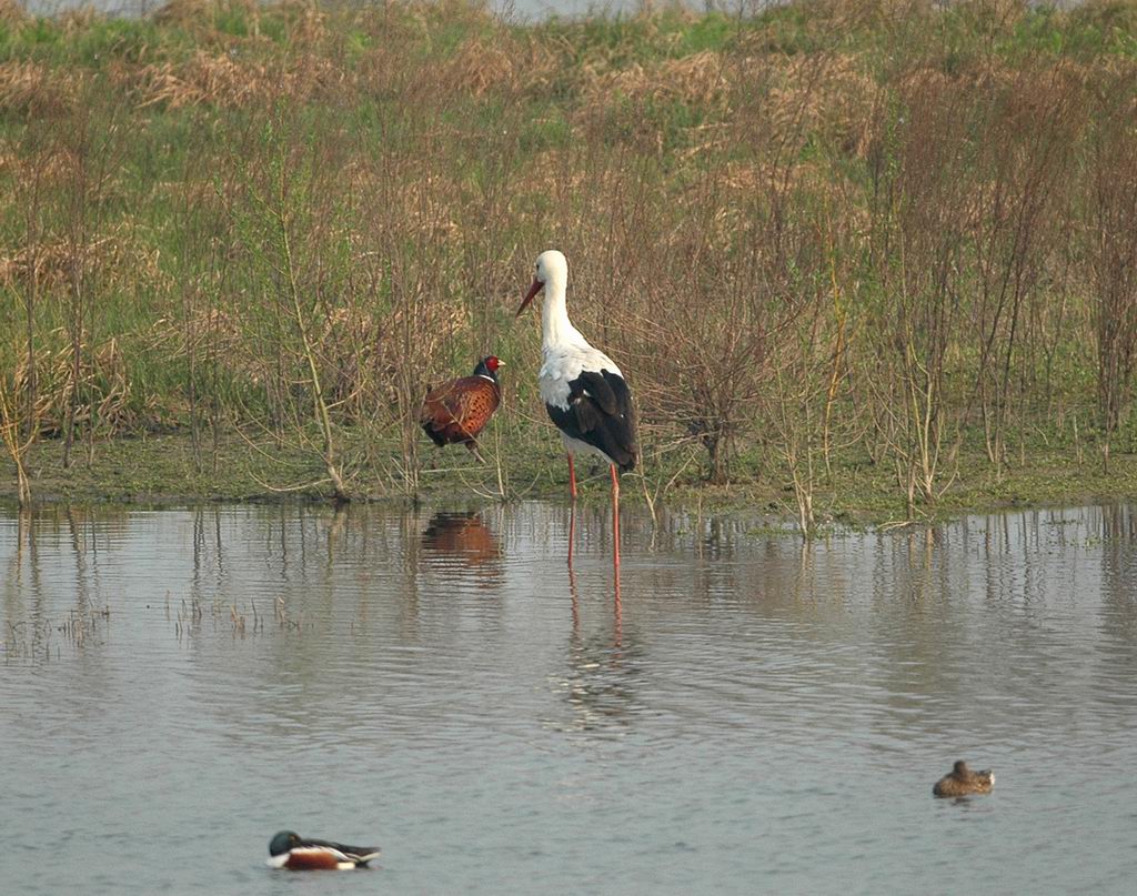 Avifauna humor