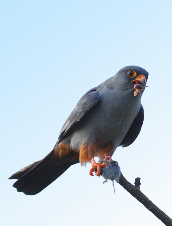 Falco cuculo, un pasto completo.