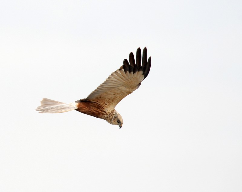 Falco di palude, maschio e femmina