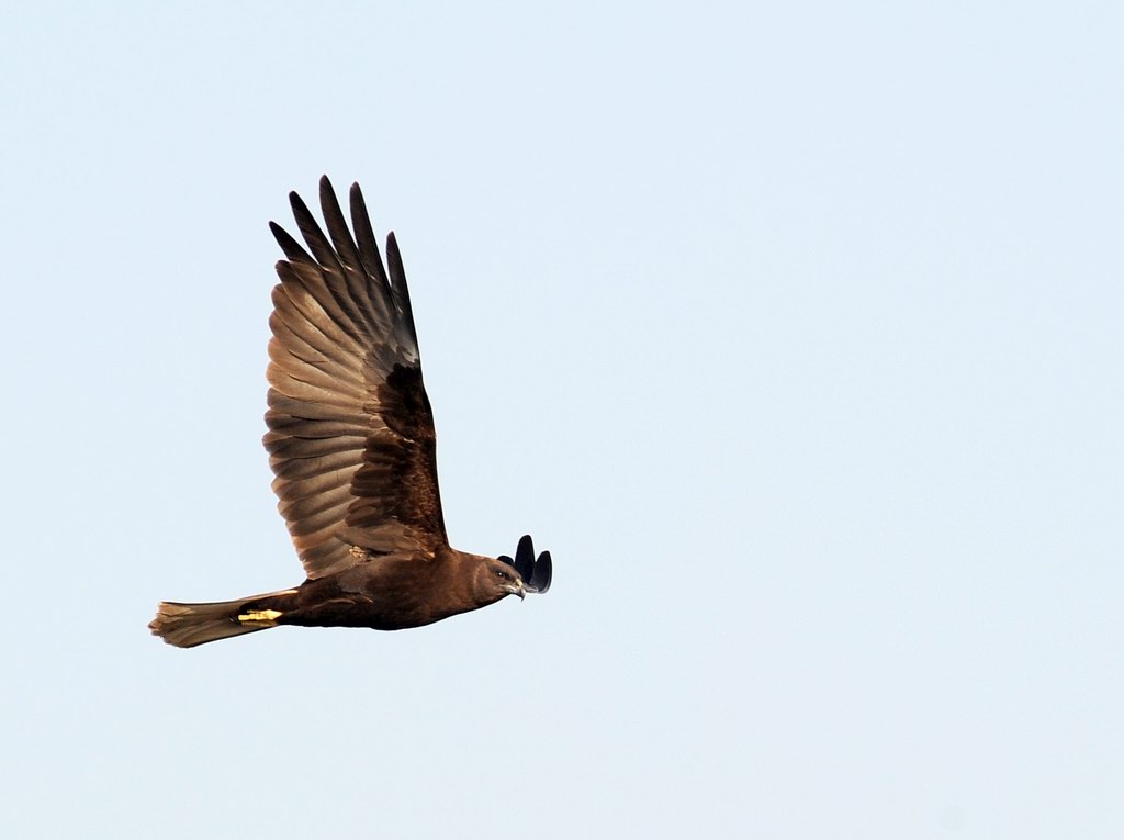 Falco di palude, maschio e femmina