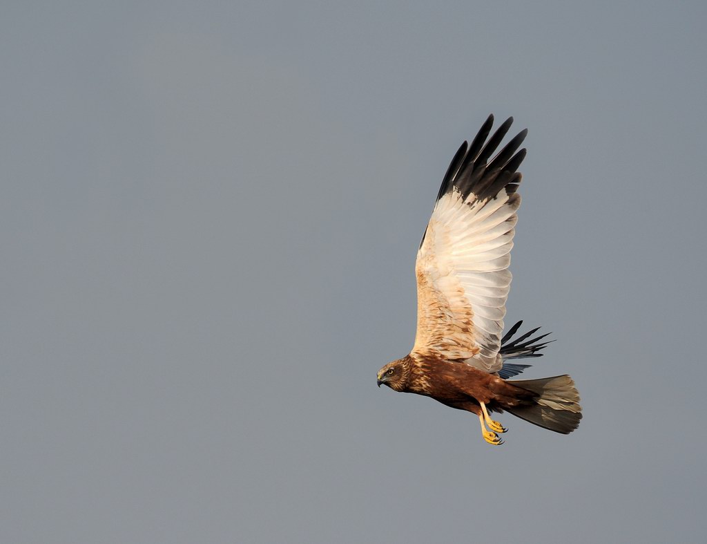 Falco di palude, maschio e femmina