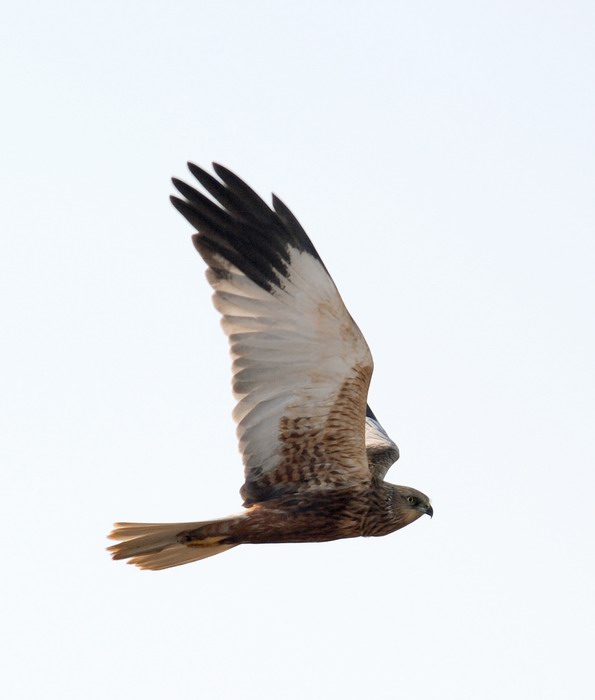 Falco di palude, maschio e femmina