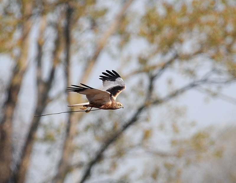 Falco di palude, maschio e femmina