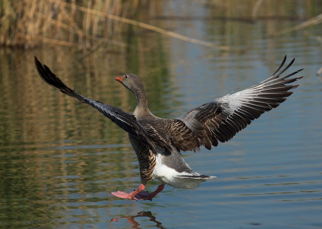 Avifauna humor