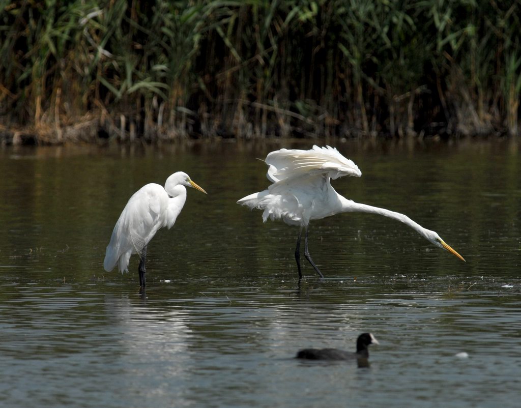 Avifauna humor