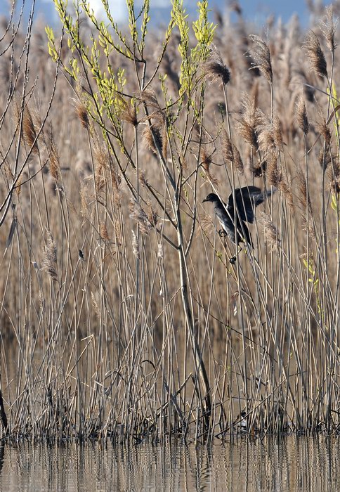 La gallinella golosa, ma intraprendente