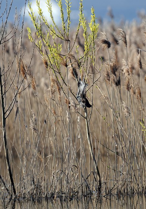 La gallinella golosa, ma intraprendente