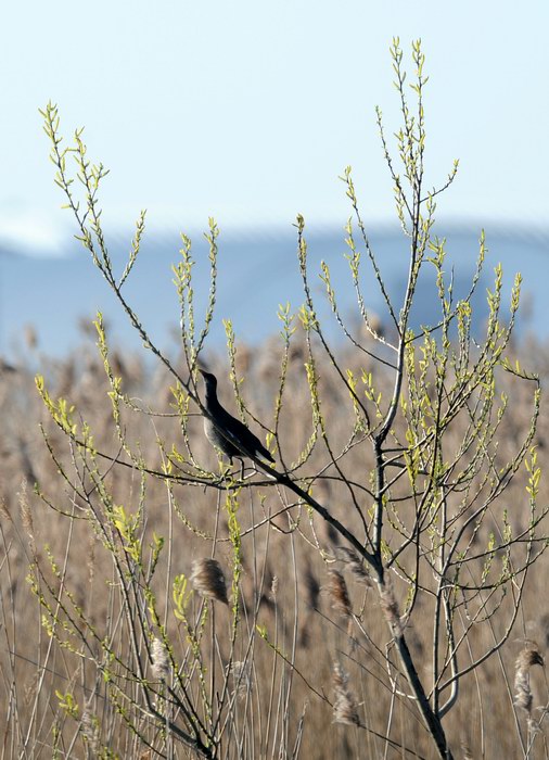 La gallinella golosa, ma intraprendente