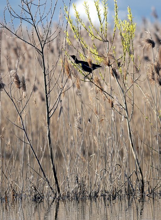 La gallinella golosa, ma intraprendente