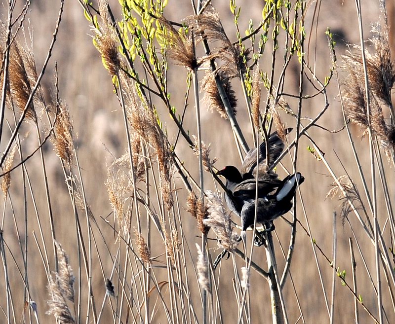 La gallinella golosa, ma intraprendente