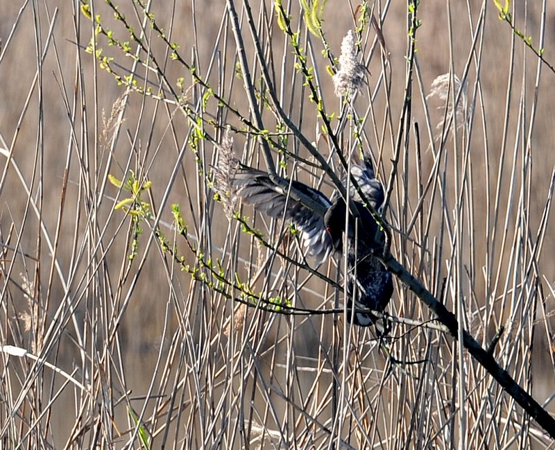 La gallinella golosa, ma intraprendente