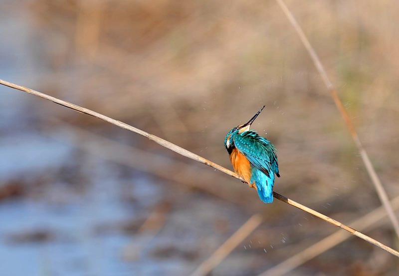 Ah, il martin pescatore...