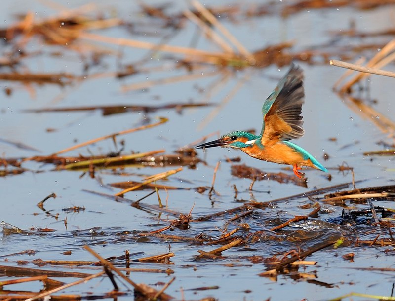 Ah, il martin pescatore...