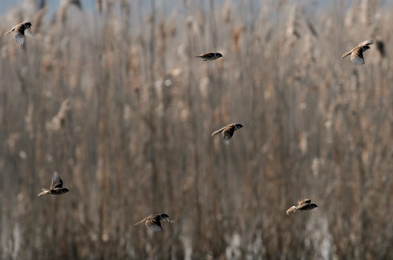 Passera mattugia, in campagna.