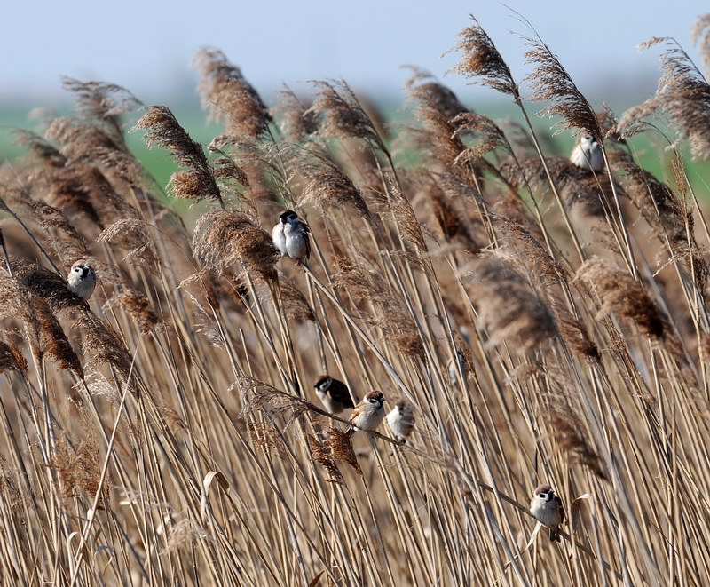 Passera mattugia, in campagna.