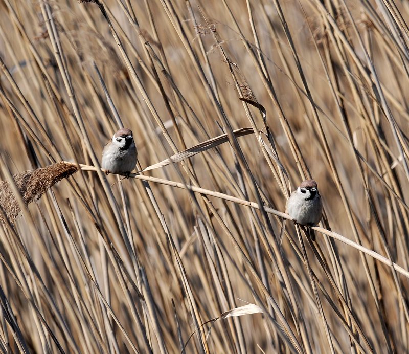 Passera mattugia, in campagna.