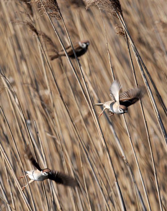 Passera mattugia, in campagna.