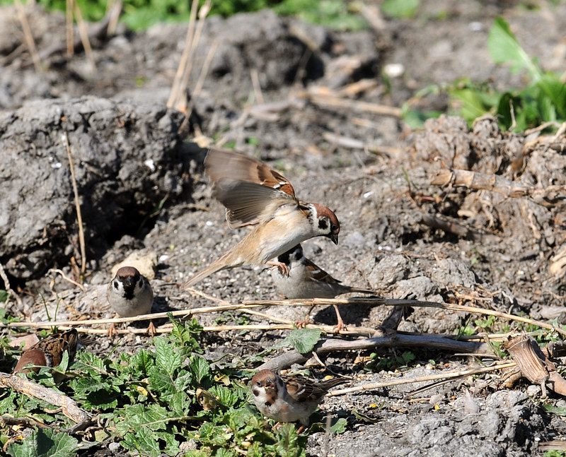 Passera mattugia, in campagna.