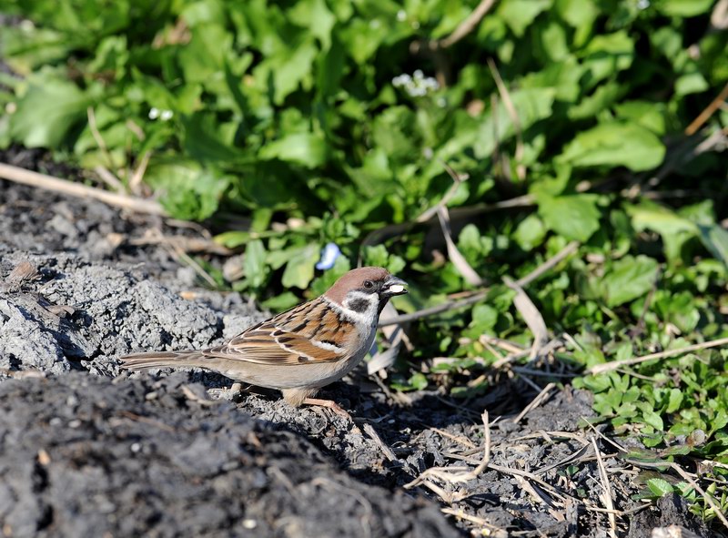 Passera mattugia, in campagna.