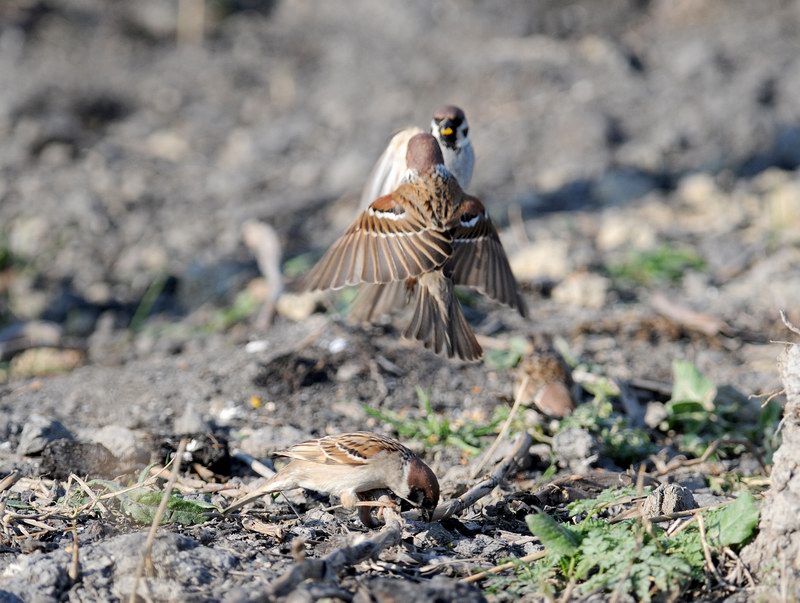 Passera mattugia, in campagna.