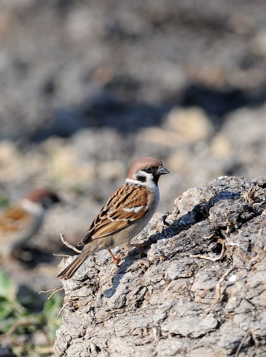 Passera mattugia, in campagna.