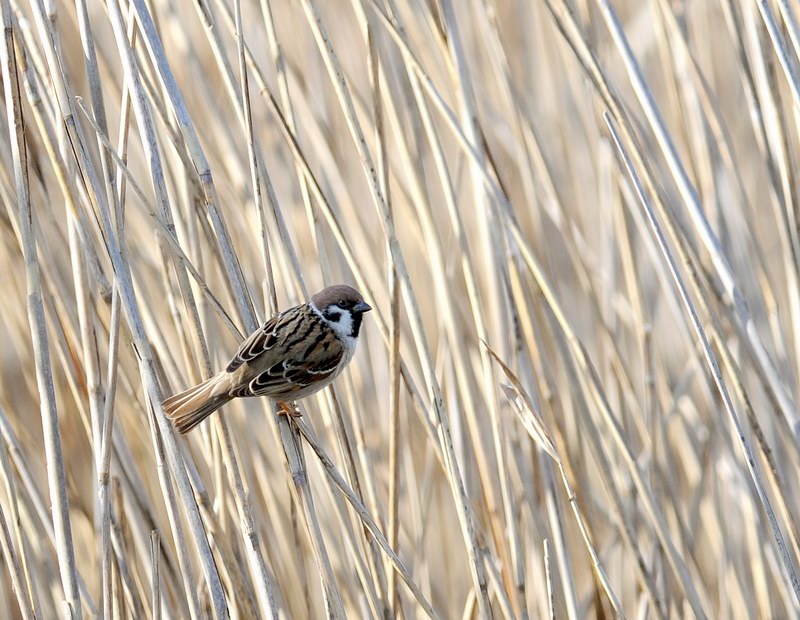 Passera mattugia, in campagna.