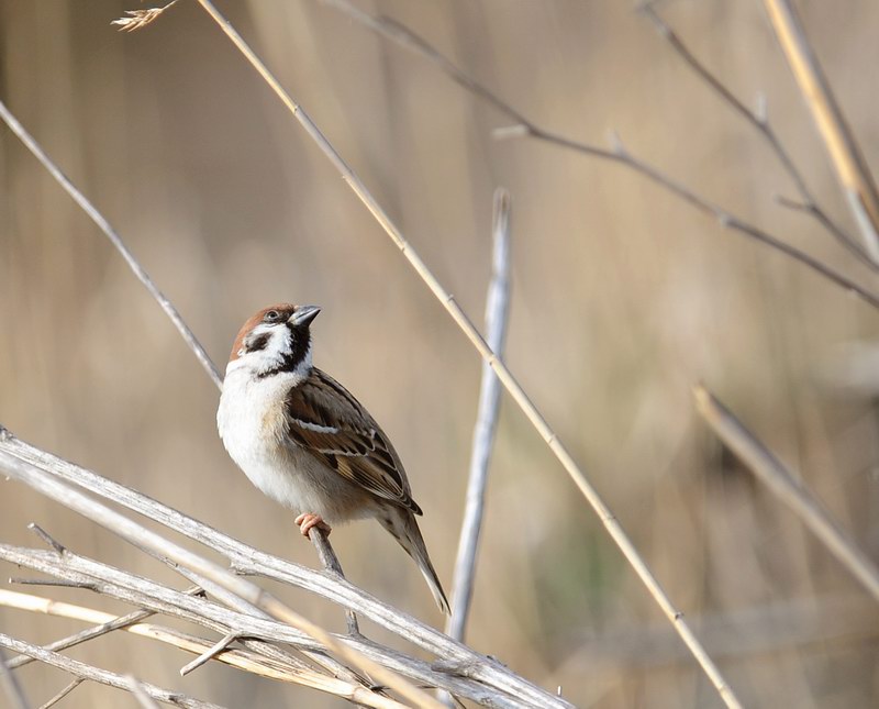 Passera mattugia, in campagna.