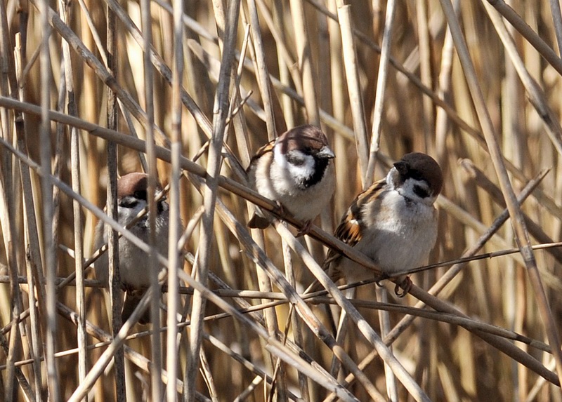 Passera mattugia, in campagna.