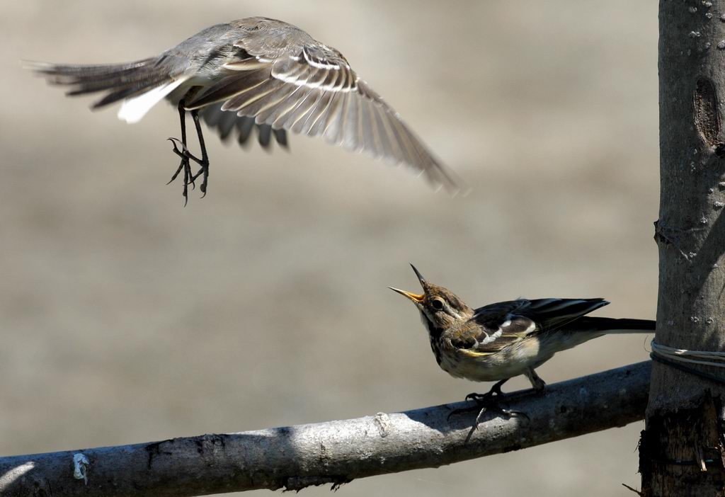 Avifauna humor