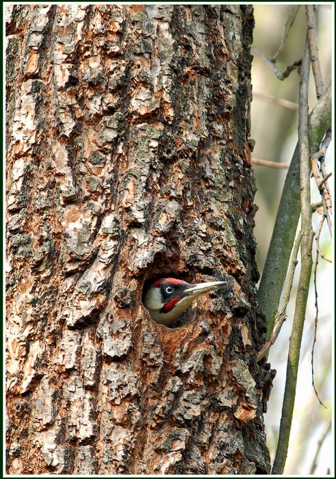 Avifauna humor