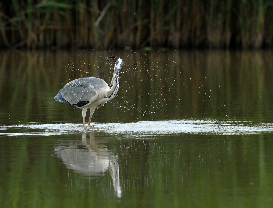 Avifauna humor