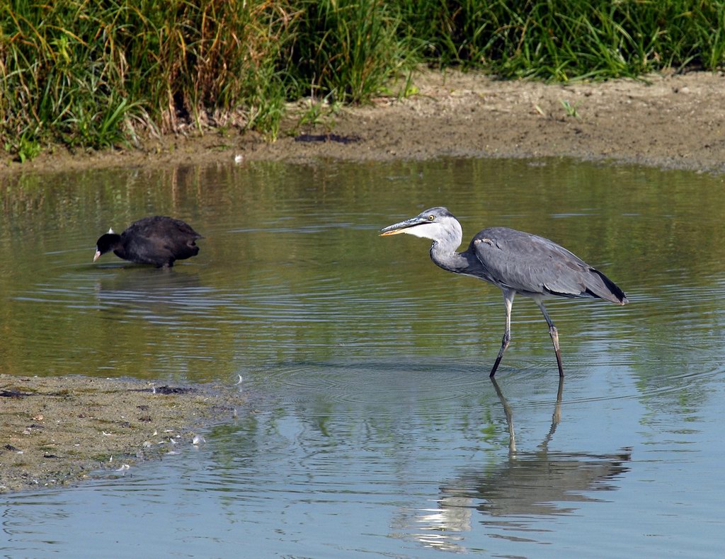 Avifauna humor