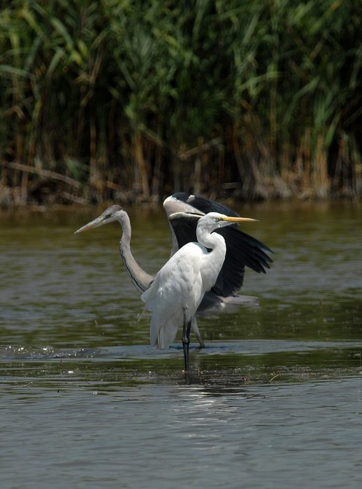 Avifauna humor