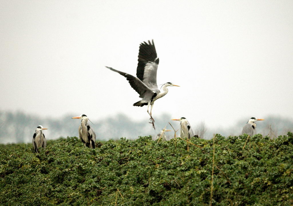 Avifauna humor