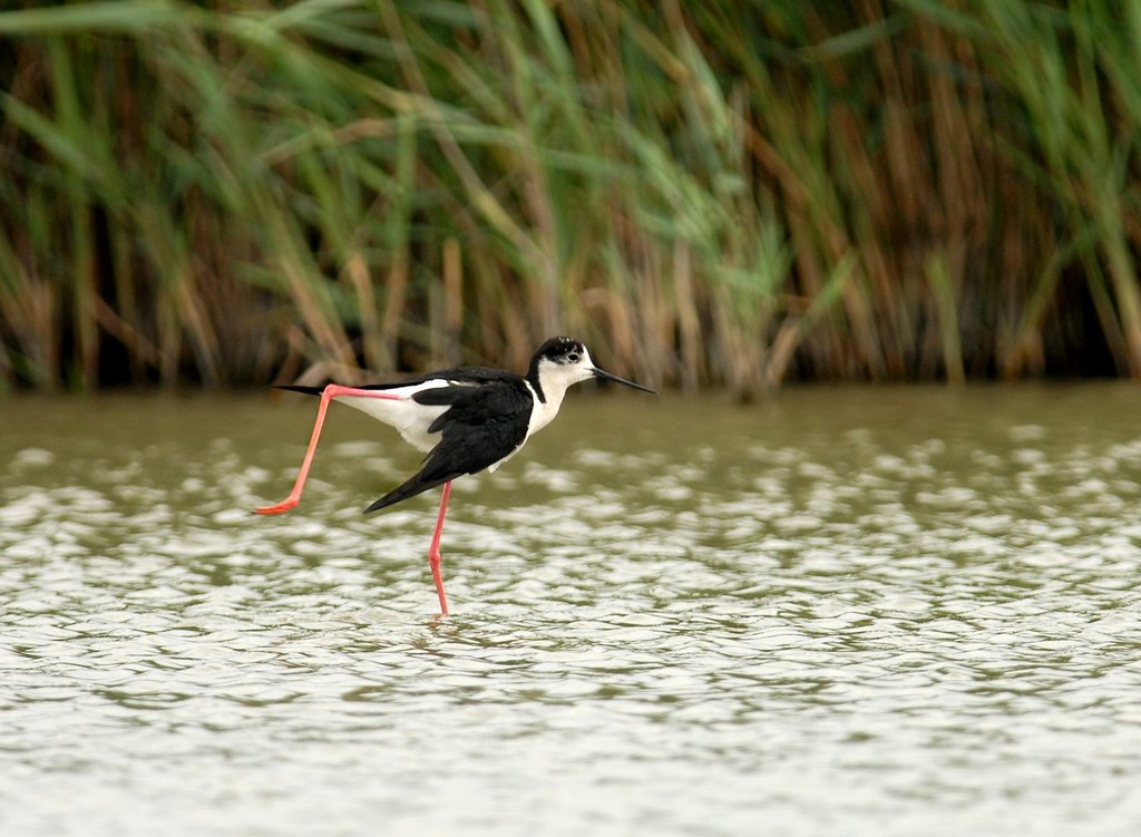 Avifauna humor