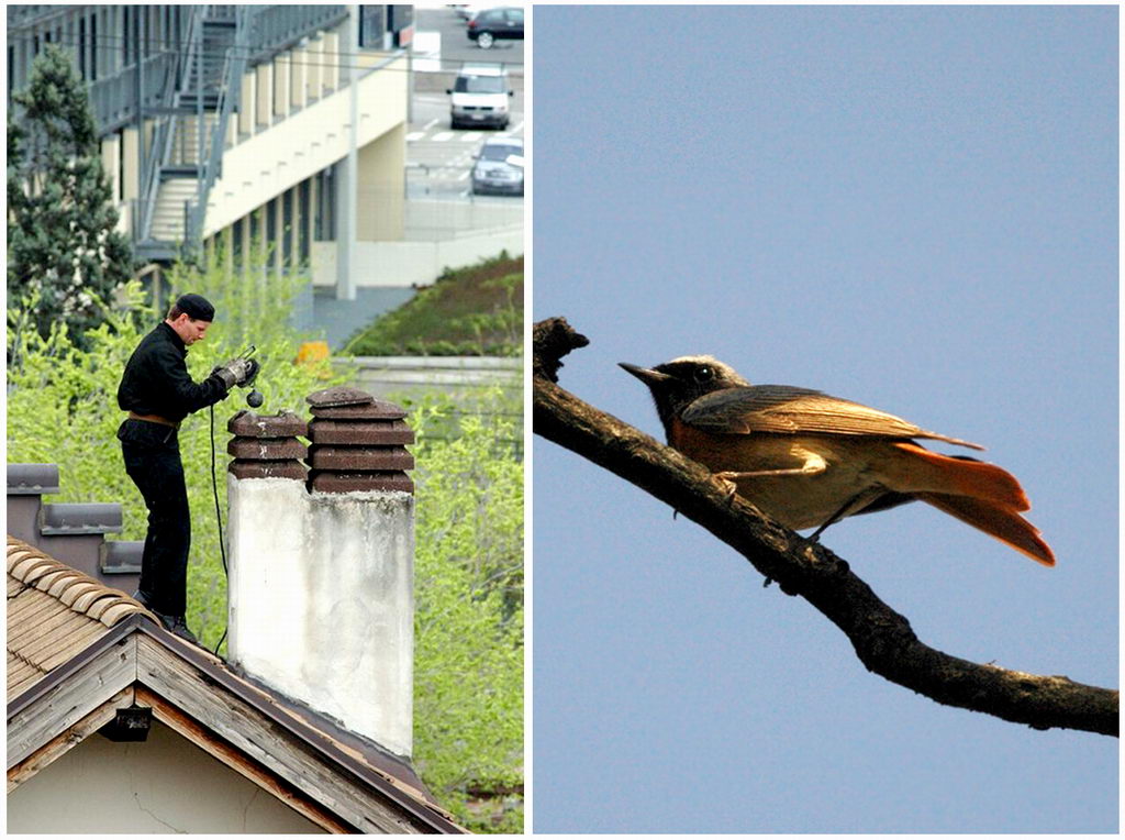 Avifauna humor