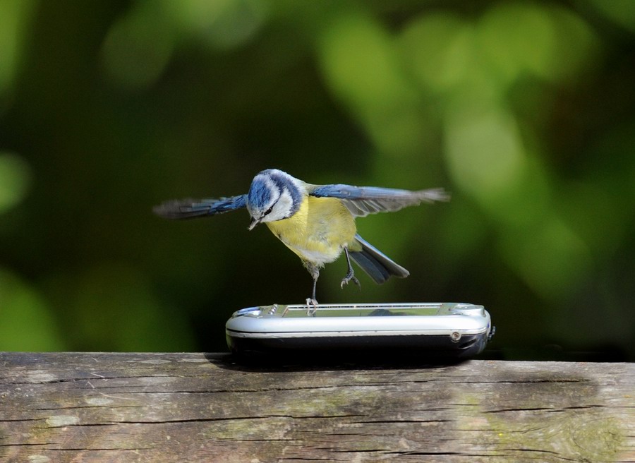 Avifauna humor