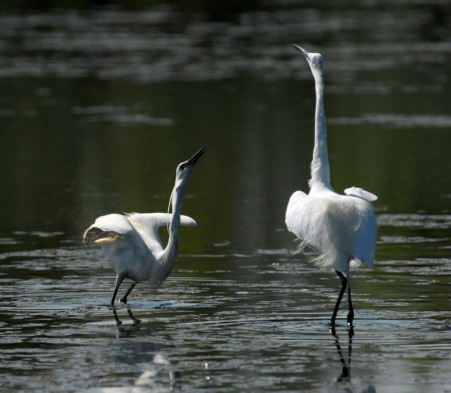 Avifauna humor