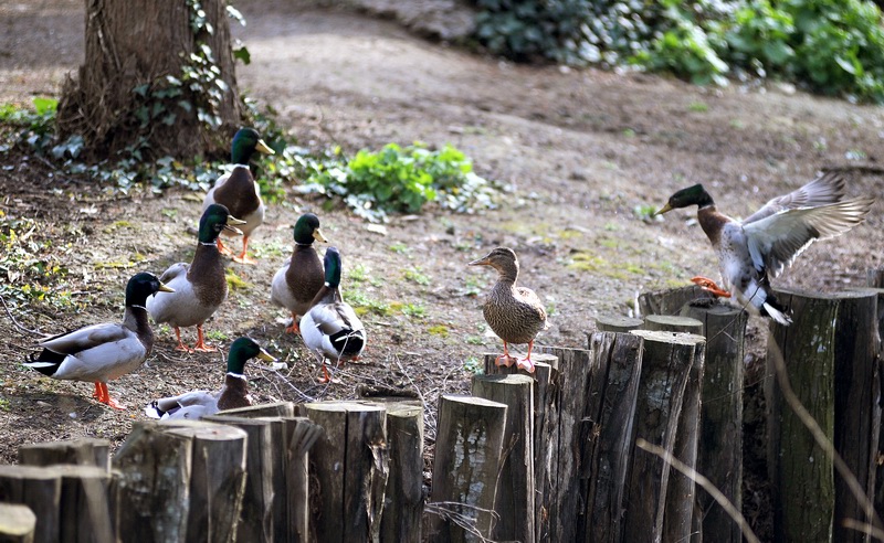 Avifauna humor