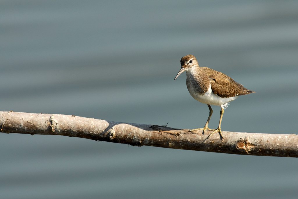 Avifauna humor