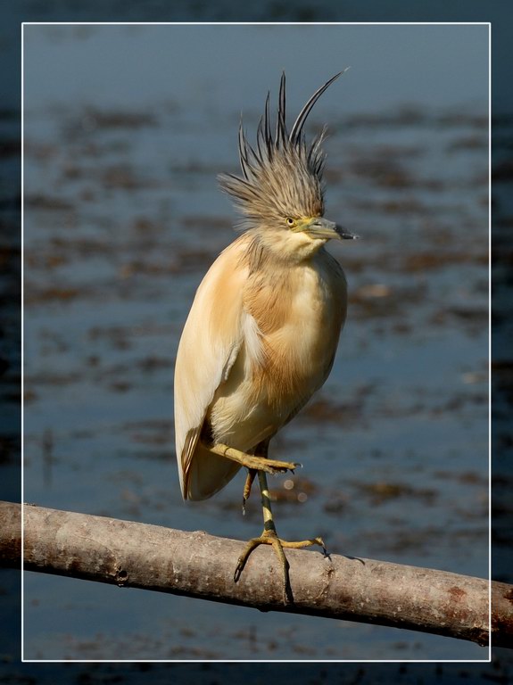 Avifauna humor